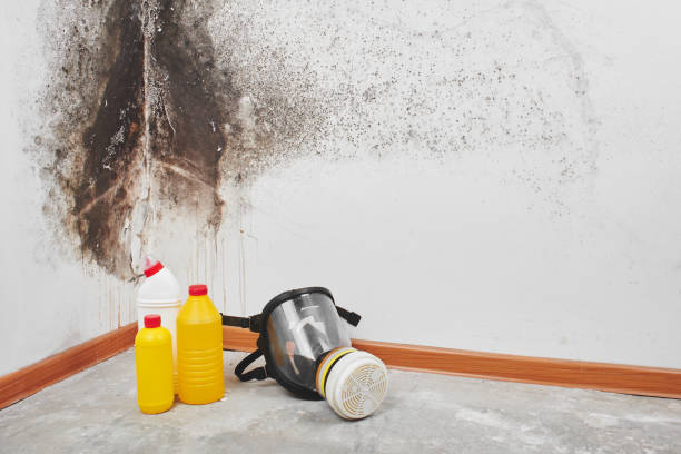 Best Mold Remediation  in Glespie, IL