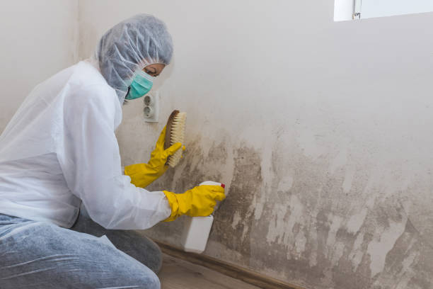Best Office Mold Removal Services  in Glespie, IL