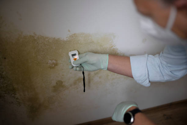 Best Mold Remediation  in Glespie, IL