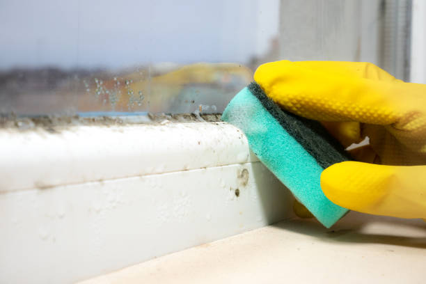 Best Black Mold Removal  in Glespie, IL