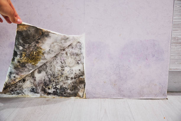 Best Local Mold Removal Service  in Glespie, IL